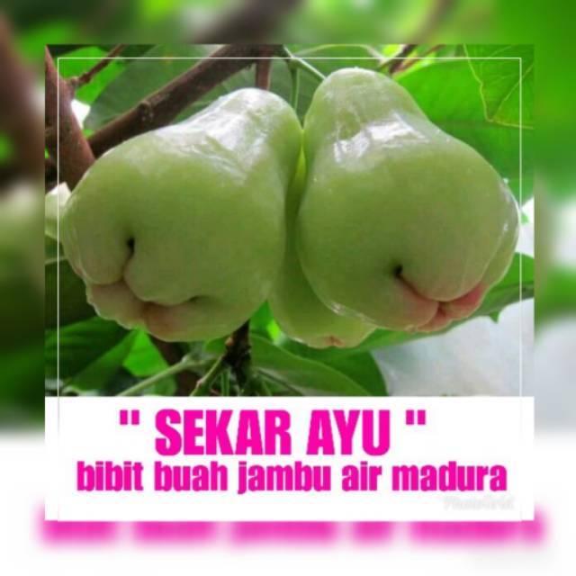 Bibit Buah Jambu Air Madura Putih.