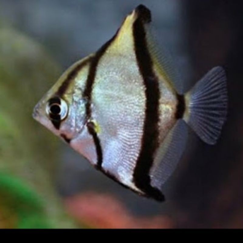 Ikan Monodactylus Argentus Aquarium Air Tawar