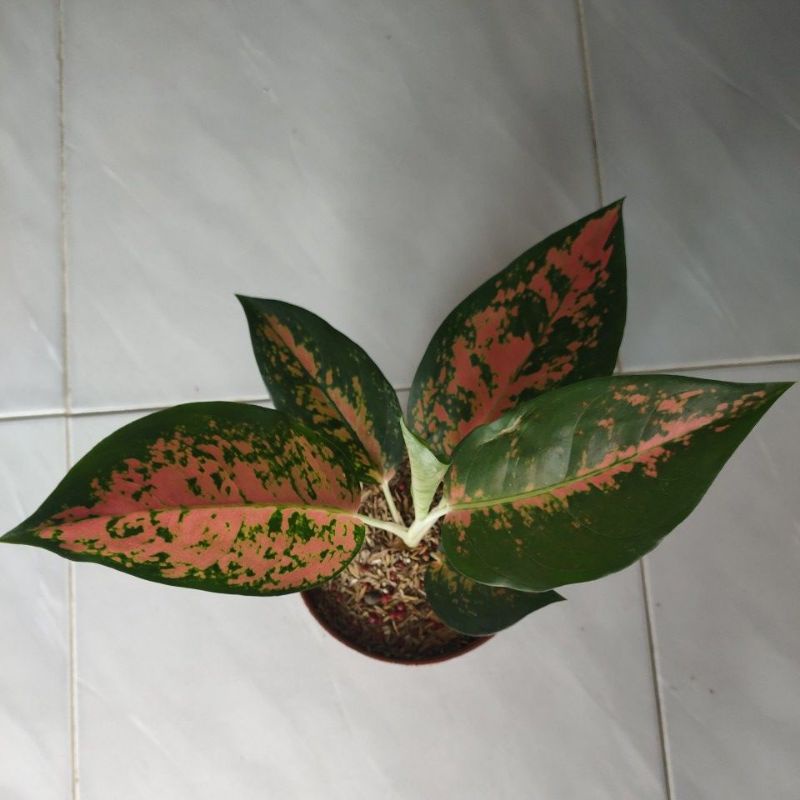 Bunga aglonema kocin khocin kochin monfori