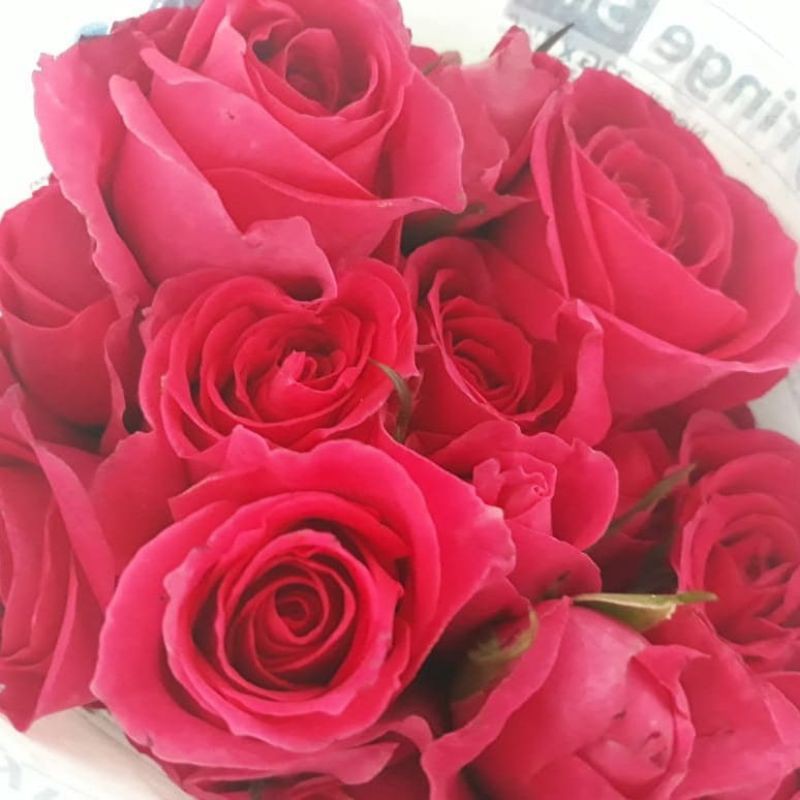 Bunga Mawar Potong Mawar Holand