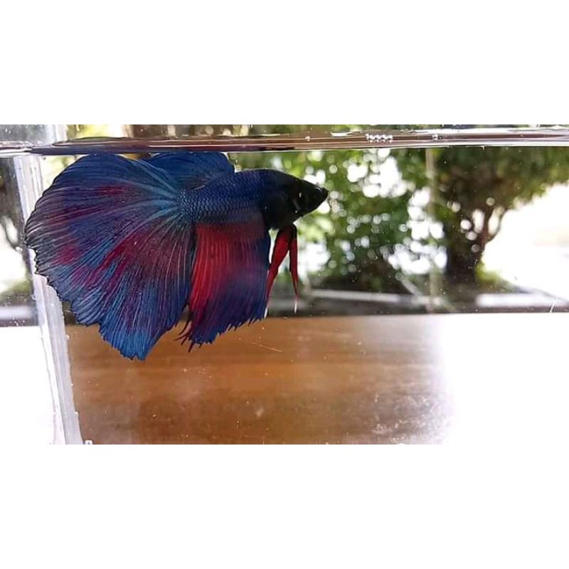 cupang hm# cupang serit