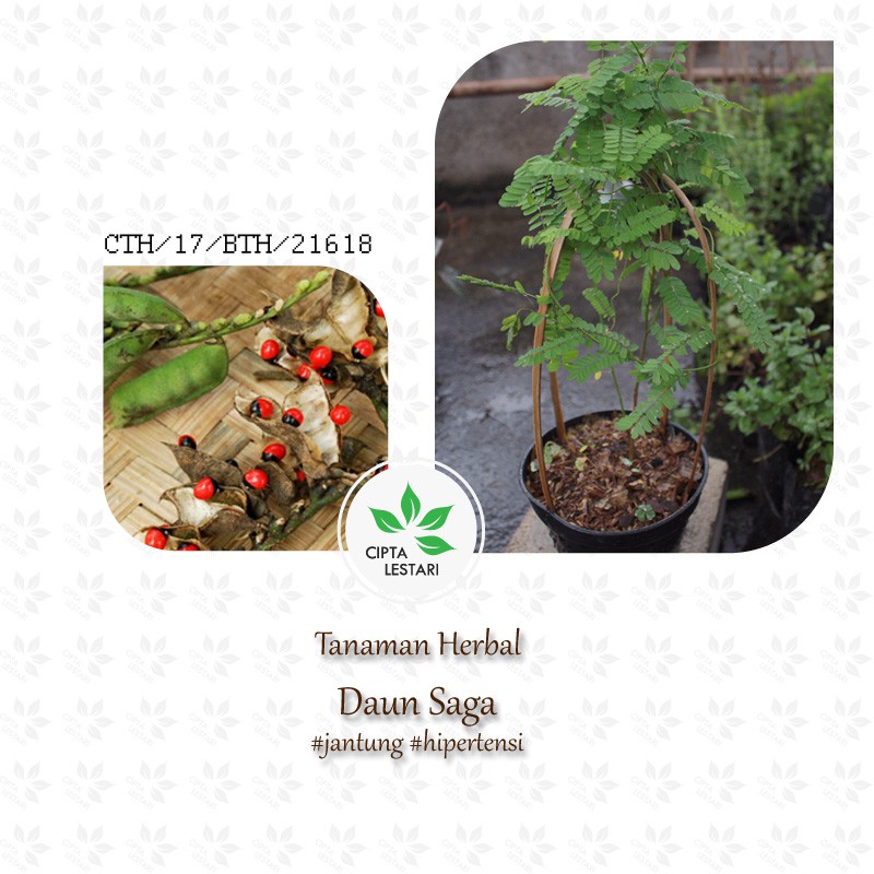 Bibit Tanaman Saga Pohon Saga Tanaman Daun Saga Pohon Daun Saga Obat Herbal Merambat Shopee