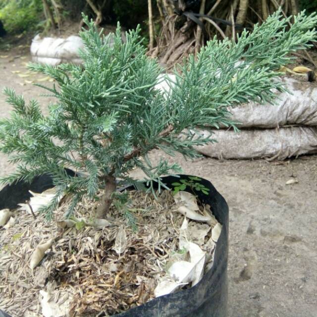Cemara blue sinensis bahan bonsai
