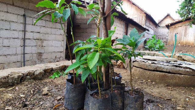 Promo 3 Bibit Tanaman Alpukat Miki 50cm