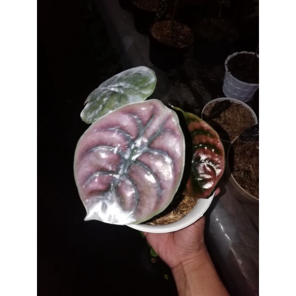 keladi tengkorak - Alocasia cuprea