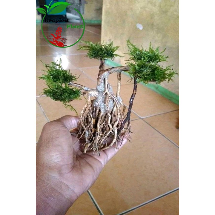 Bonsai Aquascape Senggani Shopee Indonesia