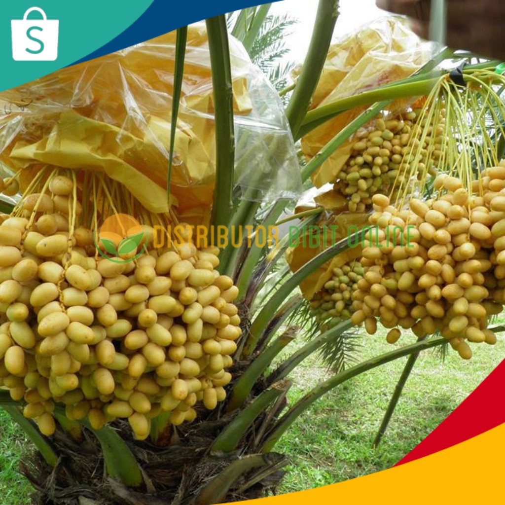 Paket 5 Bibit Kurma KL1 ( 4 Betina + 1 Jantan ) bibit okulasi majalengka