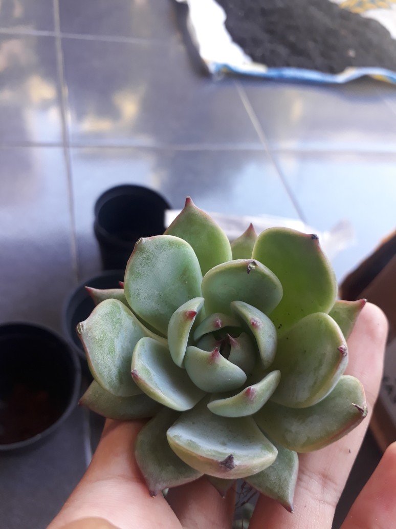 Sukulen Dan Kaktus Mini (echeveria ‘tippy’)