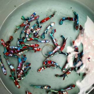 Paket promo 3ekor ikan cupang male galaxy multi colour