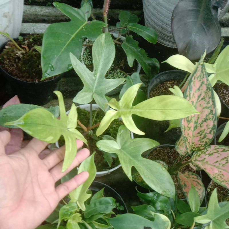 florida ghost mint - florida varigata