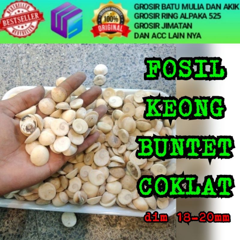 FOSIL KEONG BUNTET COKLAT ASLI ALAM