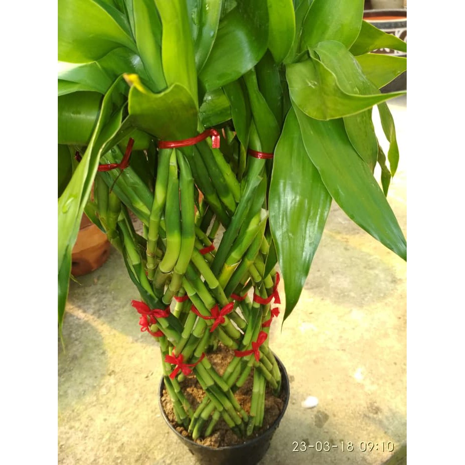 [BERGARANSI] Bunga hias bambu sumber rejeki