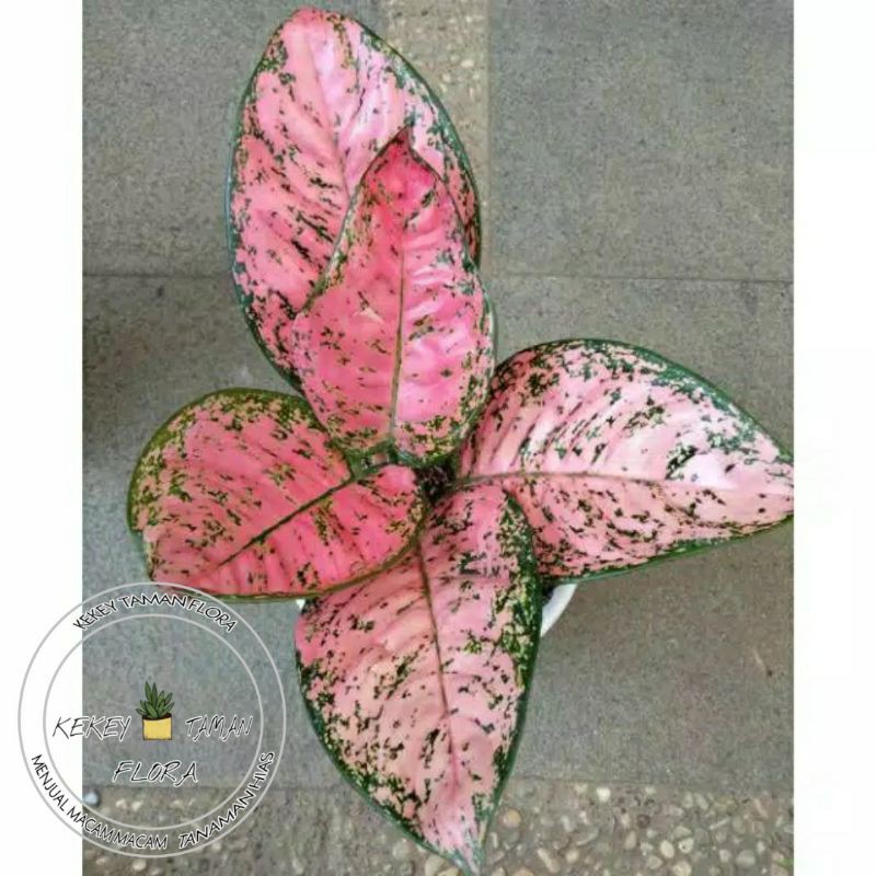 Tanaman Hias Aglonema Lady Valentine Dewasa - Aglonema Lady Valentine - Bunga Aglonema