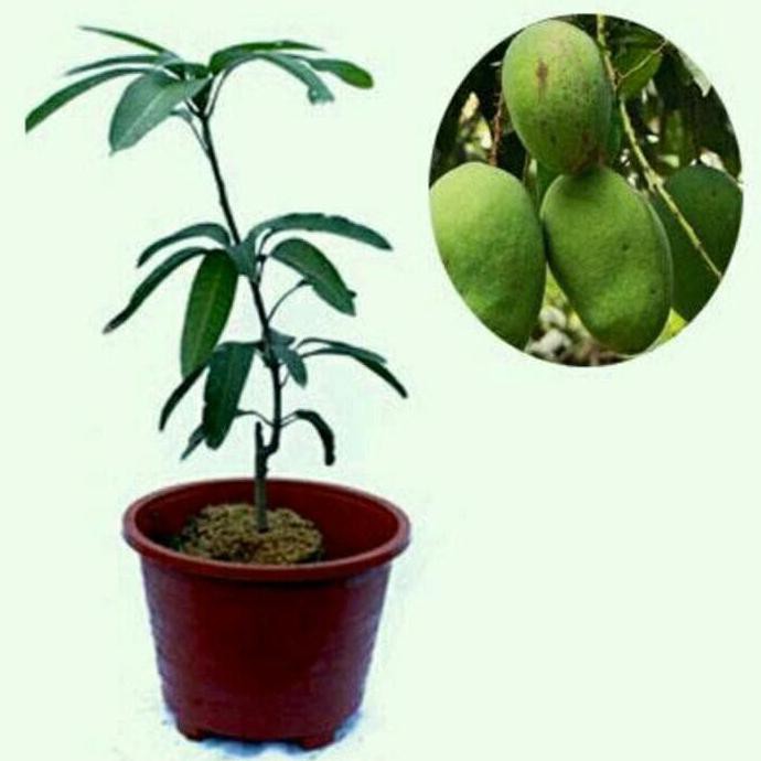 t3nar Bibit Mangga Harum Manis imp0r