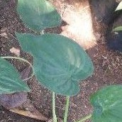 Tanaman herbal keladi tikus pohon keladi tikus -Tanaman obat herbal