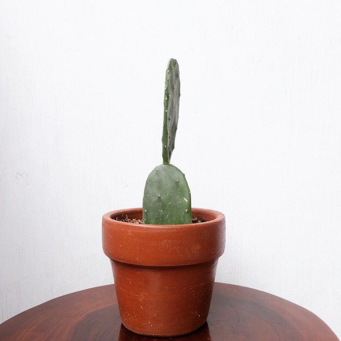 BIBIT TANAMAN  MANGGIS PUTIH