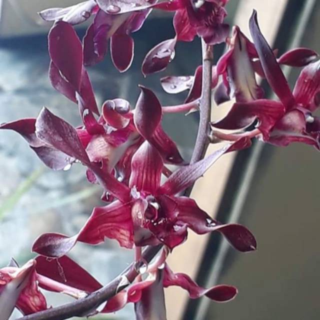 ANGGREK DENDROBIUM KRITING CALIOPE PURPLE  MINI BLACK SPIDER THAILAND DAMITHA