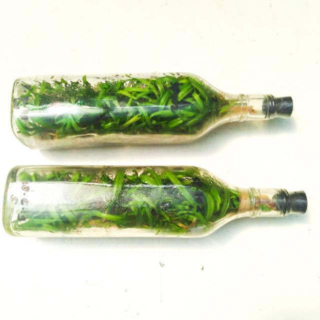 BIBIT ANGGREK DENDROBIUM SPESI BOTOLAN