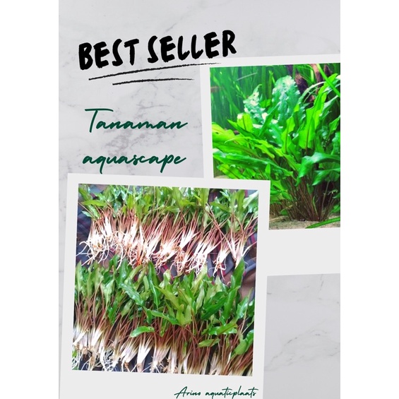 cryptocoryne green tanaman aquarium