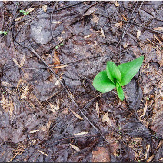 Media Tanam Andam Mahoni / Humus Daun / Humus Hutan