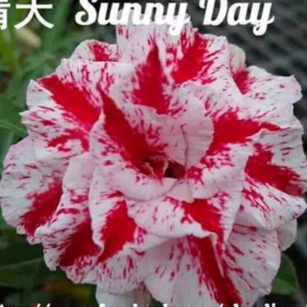 Bibit Bunga Kamboja Adenium Sunny Day - Bunga kamboja Adenium