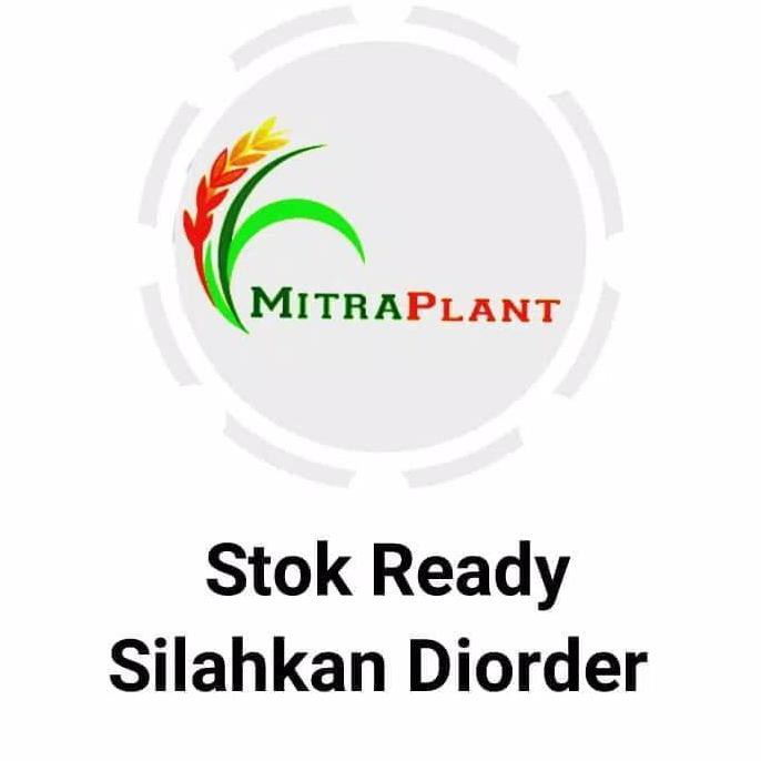 BIBIT TANAMAN YODIUM / TANAMAN BETADINE TERBAIK