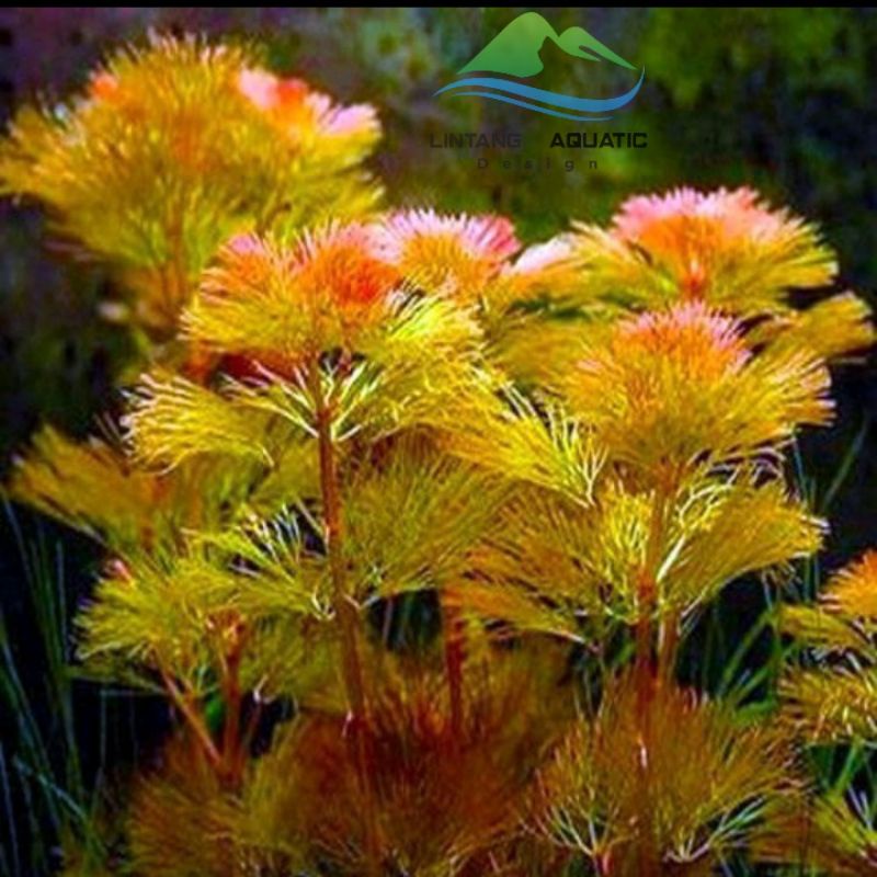 cabomba red | tanaman aquascape cabomba | cabomba red