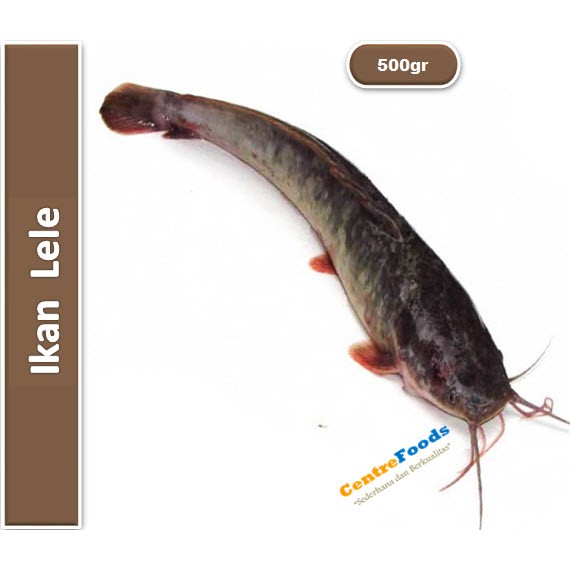 

Ikan Lele Fresh | Ikan Hidup [ Berat 0.5kg / 500gr ]