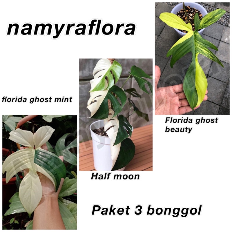 bibit bonggol paket 3 (florida ghost mint)(florida ghost beauty)(monstera variegata half moon)