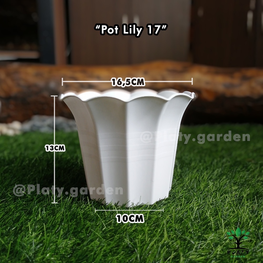 Pot Lily 17