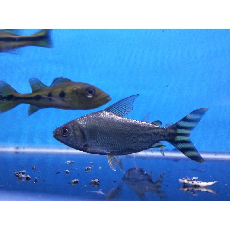 ikan American Flagtail/Yellow Feifeng/ Yff 5cm