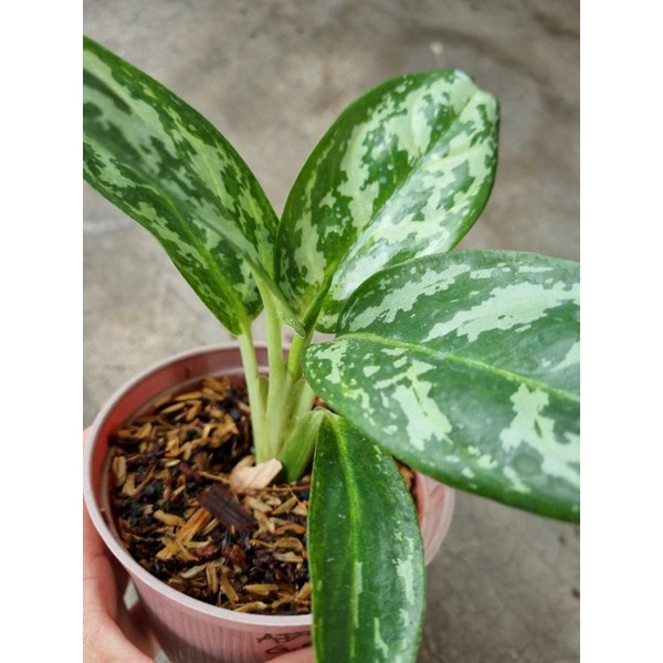 aglonema green compacta
