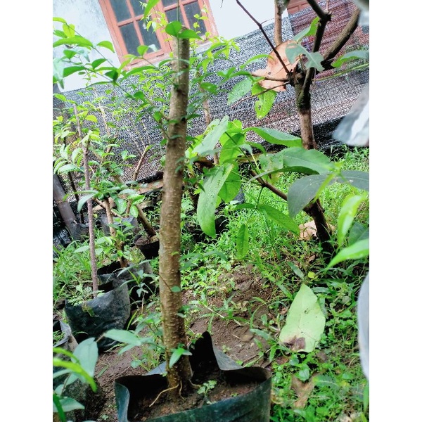 bahan bonsai anting putri dongkelan putih