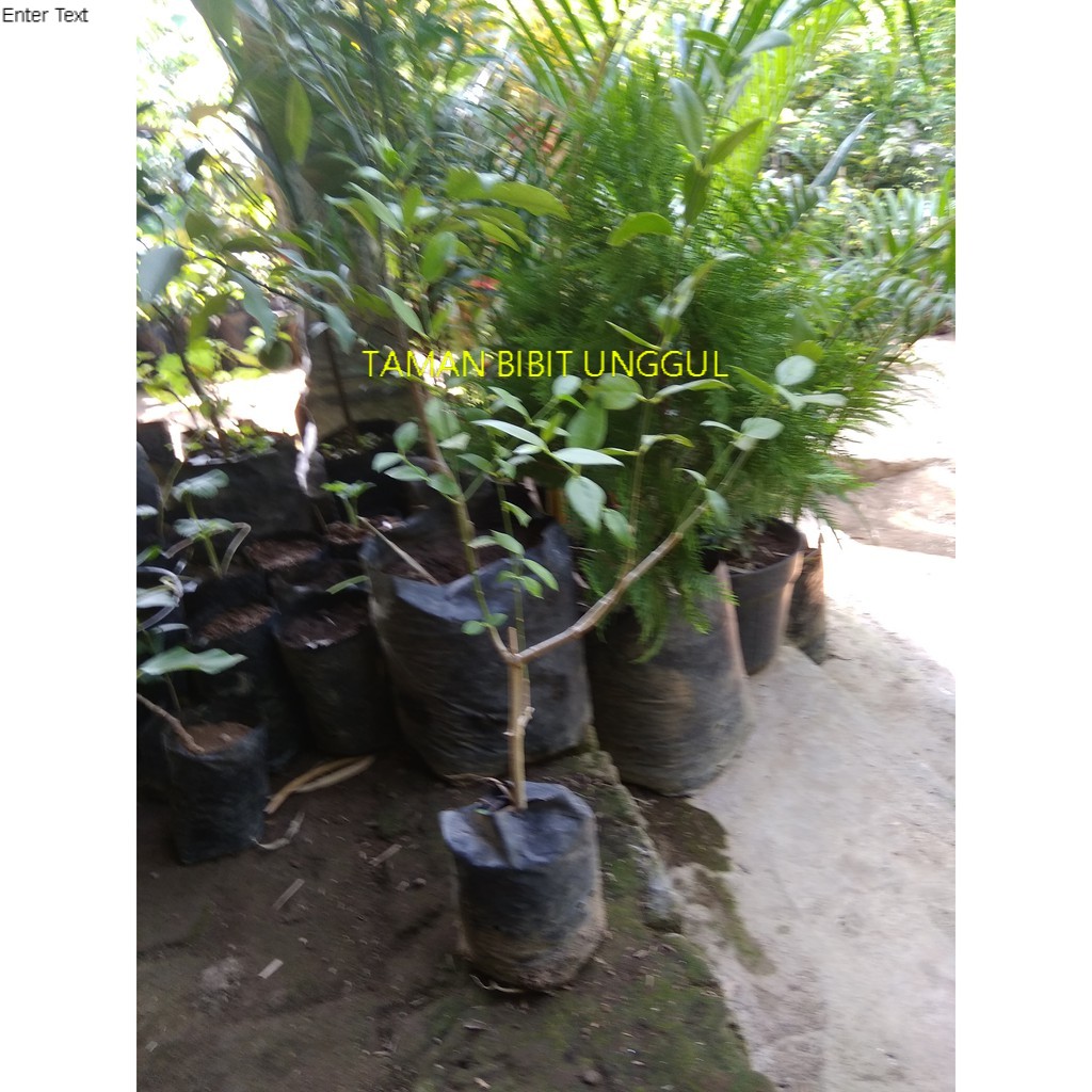 BIBIT SIWAK kayu arok untuk siwakan