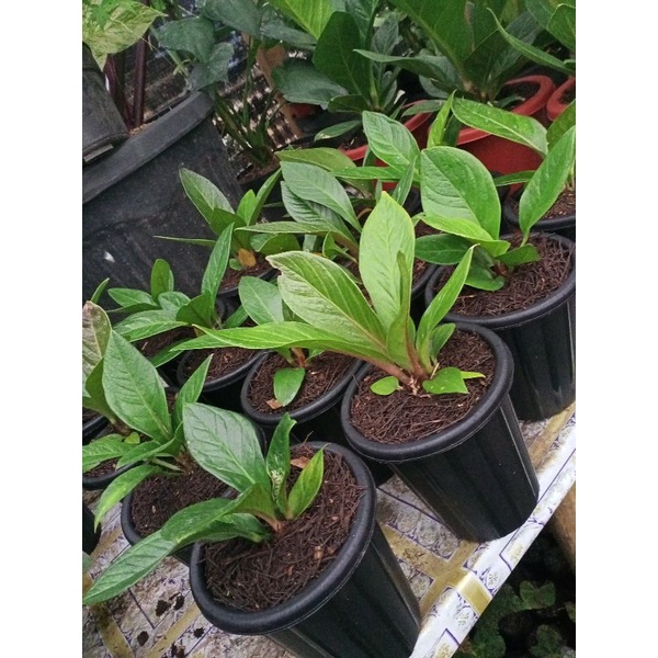 jemani tanduk anturium