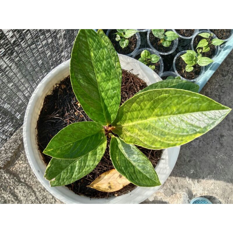 anthurium jemani varigata