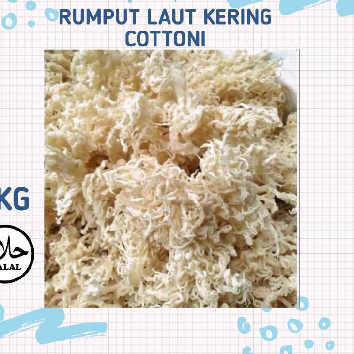 

【BARU】 Rumput Laut Kering 1kg / Rumput Laut Cottoni 1000gr / Rumput Laut Putih 1kg untuk kekebalan t