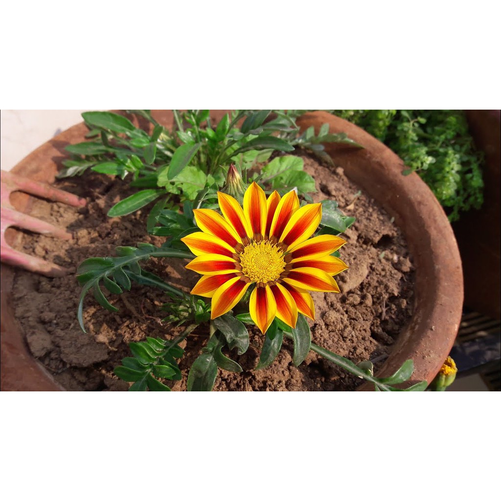 Benih Bibit Biji - Bunga Gazania Mix Sunshine Treasure Flower Seeds - IMPORT