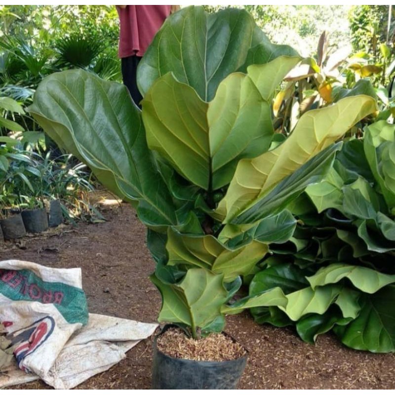 tanaman hias ketapang biola cantik mini - tanaman biola cantik - daun besar