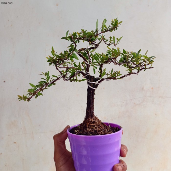 bonsai mame cendrawasih - bonsai cendrawasih