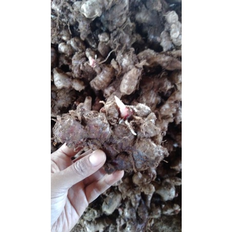 

Bibit Jahe Merah 10kg bisa COD