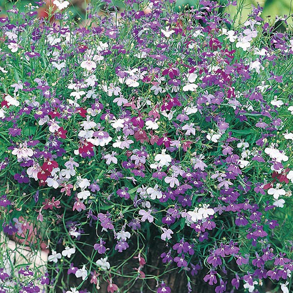 Benih Bibit Biji - Bunga Lobelia erinus Cascade Mix Flower Seeds - IMPORT