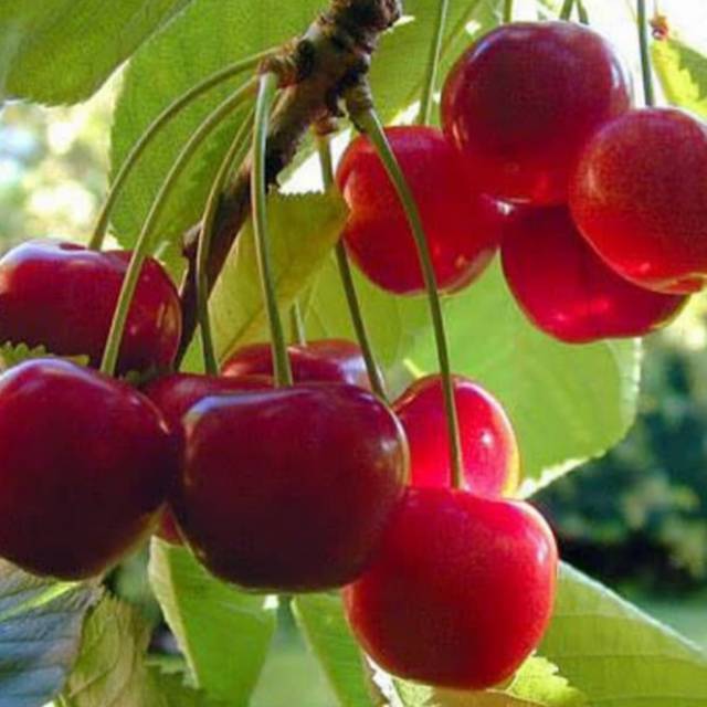 Bibit Cherry Vietnam