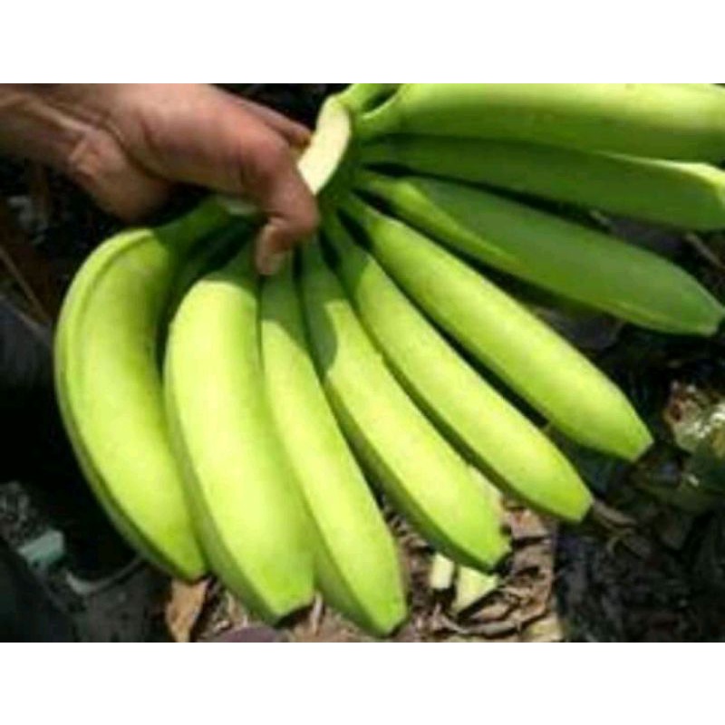 bibit pisang cavendish G9