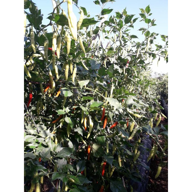 

cengek cabe rawit pedas / kg