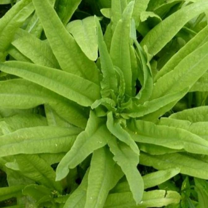 Benih Bibit Selada Siomak Kemasan Repack Selada Wangi Selada Runcing Murah Ekonomis