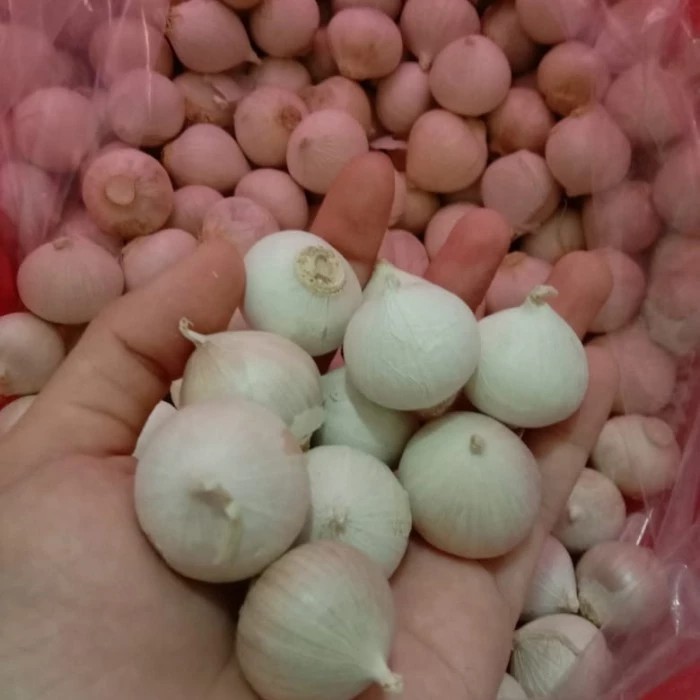 

Bawang Putih Tunggal / Lanang Kualitas Import Sekilo