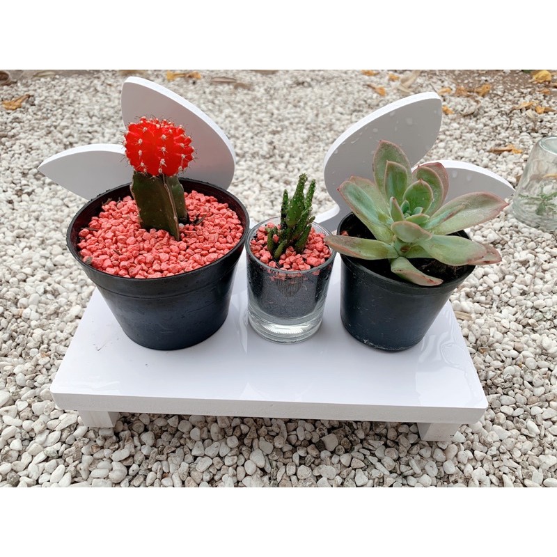 RAK BUNGA TANAMAN HIAS KAKTUS GYMNO SUKULEN - RAK SERBAGUNA