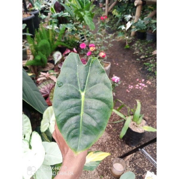 alocasia golden bone / golden bone