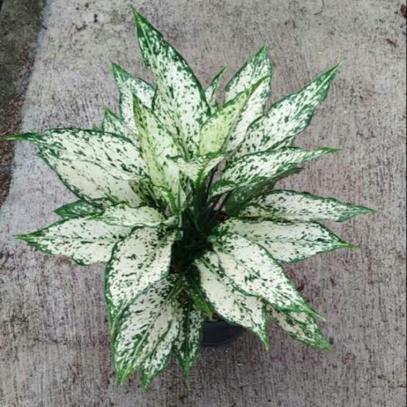 tanaman hias aglonema siam paragon-aglonema siam paragon-aglaonema siam paragon-siam paragon